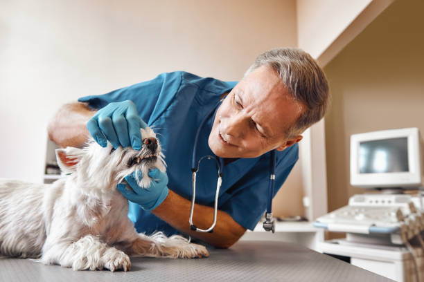 Best Chipped Tooth Repair Near Me  in Druid Hills, GA